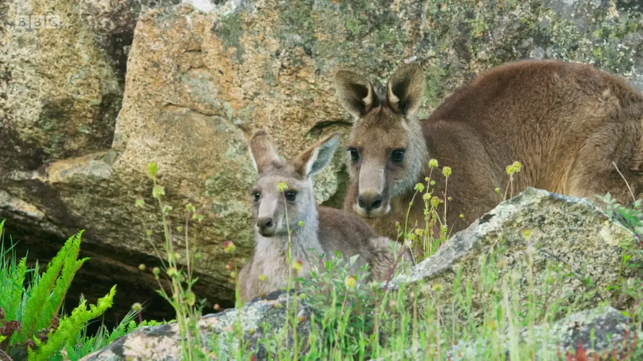 Eastern grey kangaroo (Macropus giganteus giganteus) as shown in The Mating Game - Grasslands: In Plain Sight